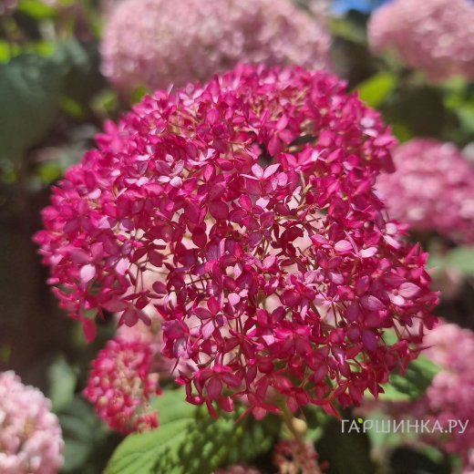 Гортензия древовидная (Hydrangea arborescens) «Sorbet»