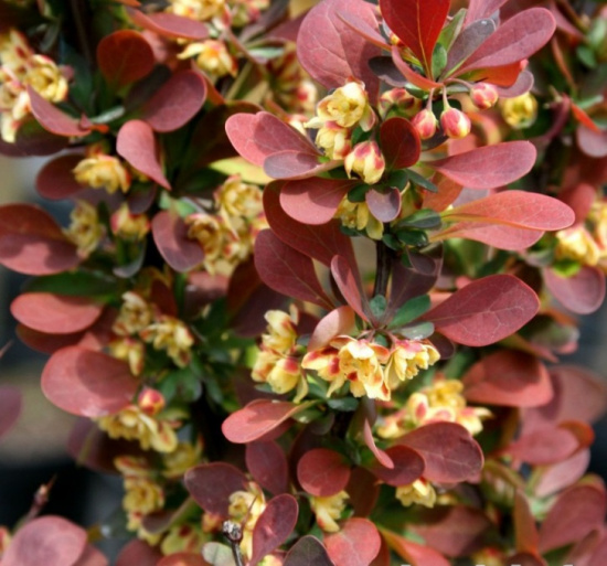 Барбарис Тунбергера (Berberis thunbergii) “Helmond Pillar”