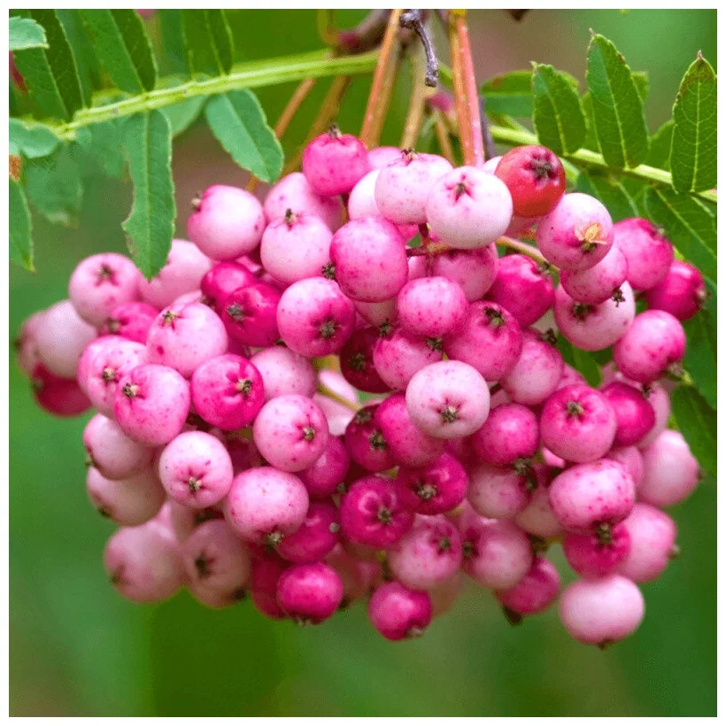 Рябина обыкновенная   (Sorbus)   «Pink Veil»
