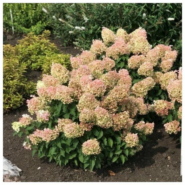 Гортензия метельчатая "Pinkachu"