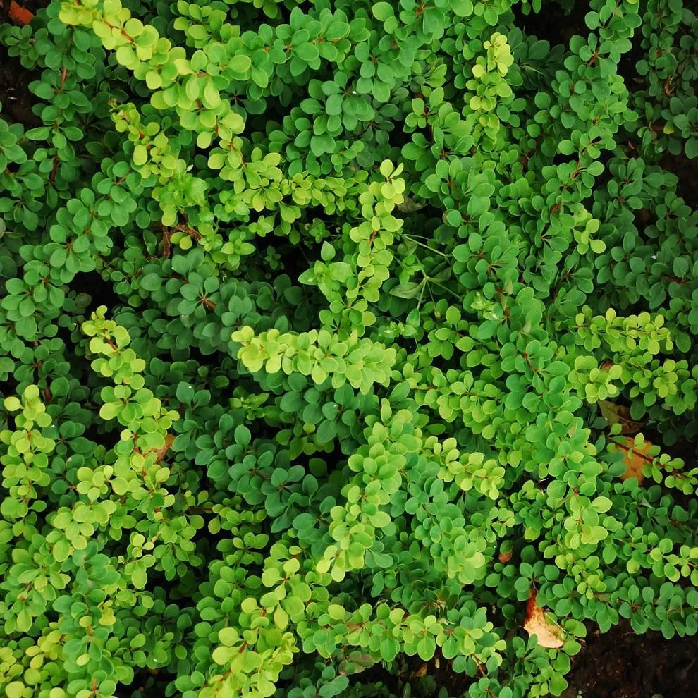 Барбарис Тунбергера (Berberis thunbergii) “Green Ornament”