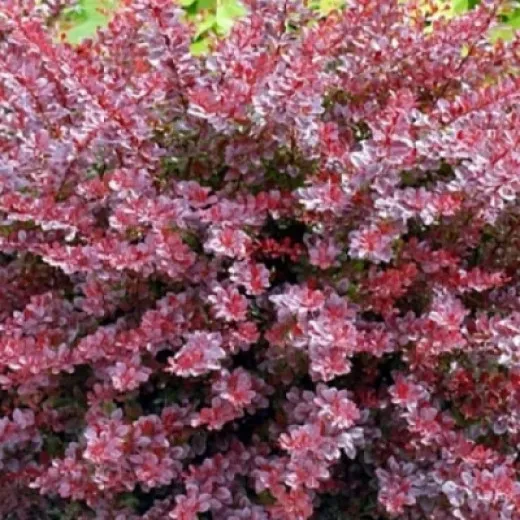 Барбарис Тунберга (Berberis thunbergii)«Carmen»