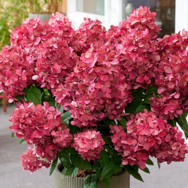 Гортензия метельчатая "Magical Monte Verde"