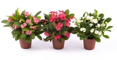 Эуфорбия, либо Молочай, mix