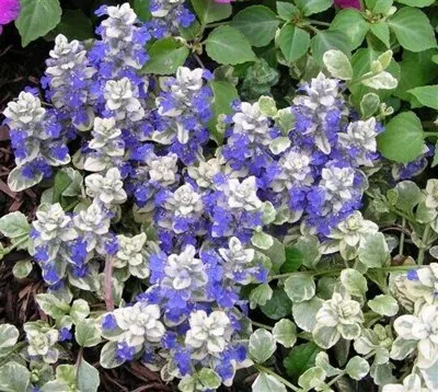 Живучка ползучая (Ajuga  reptans) "Variegata"