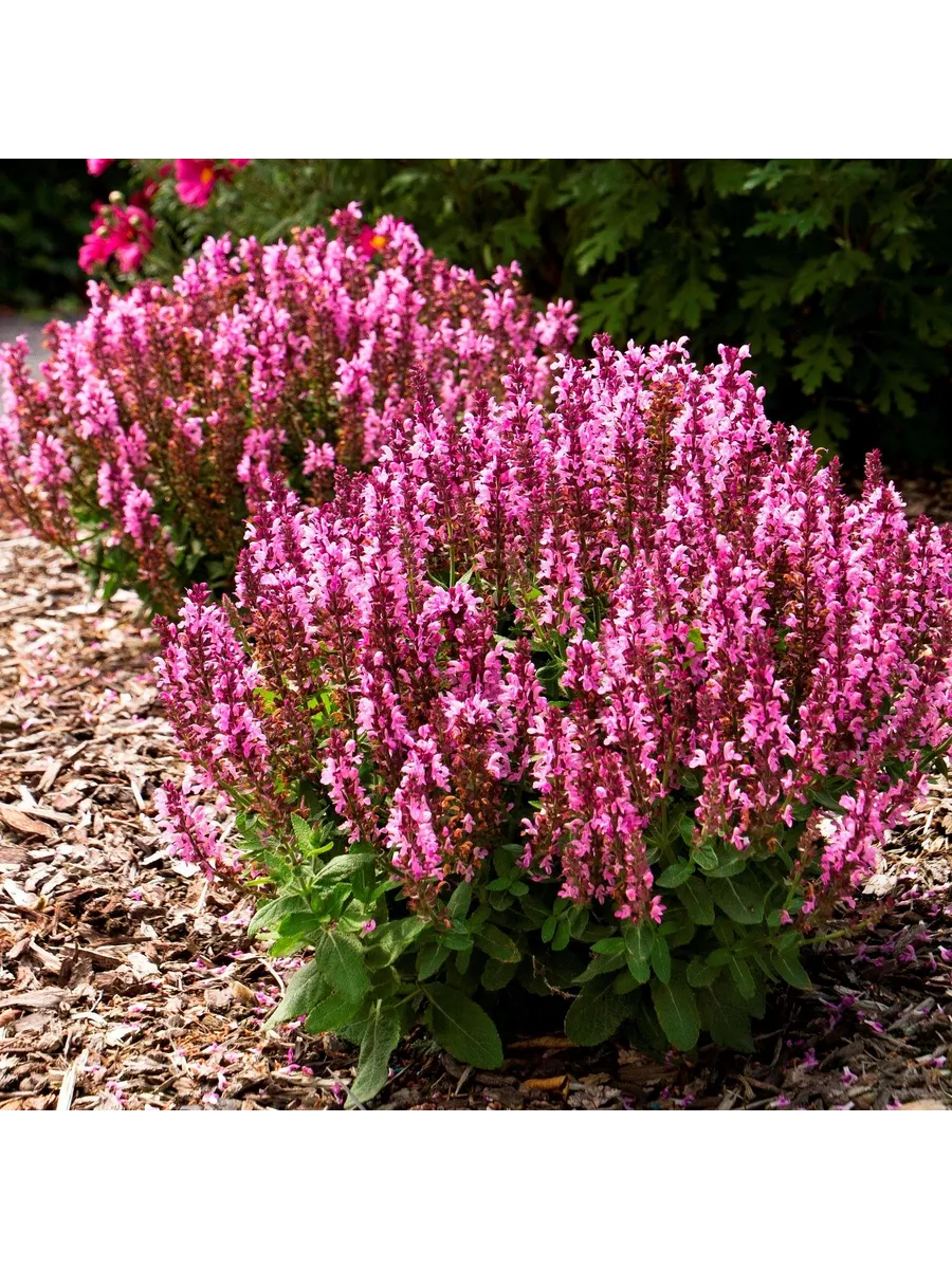 Сальвия (Шалфей) «New Dimension Rose»