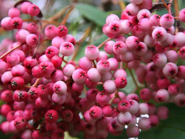 Рябина Арнольда (Sorbus arnoldiana) “Coral Beauty”