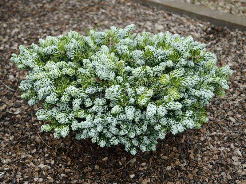 Пихта корейская (Abies koreana)«Kohout's Icebreaker»