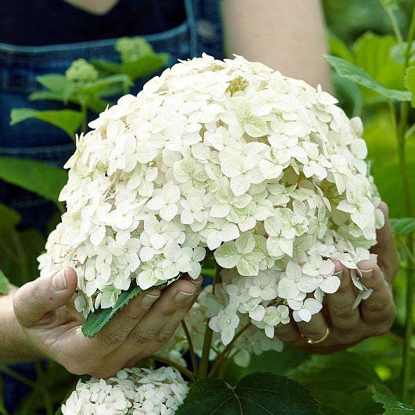Гортензия древовидная (Hydrangea arborescens) «Candybelle Spearmint»
