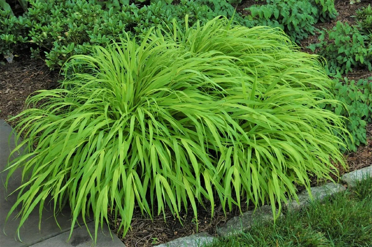 Хаконехлоя большая