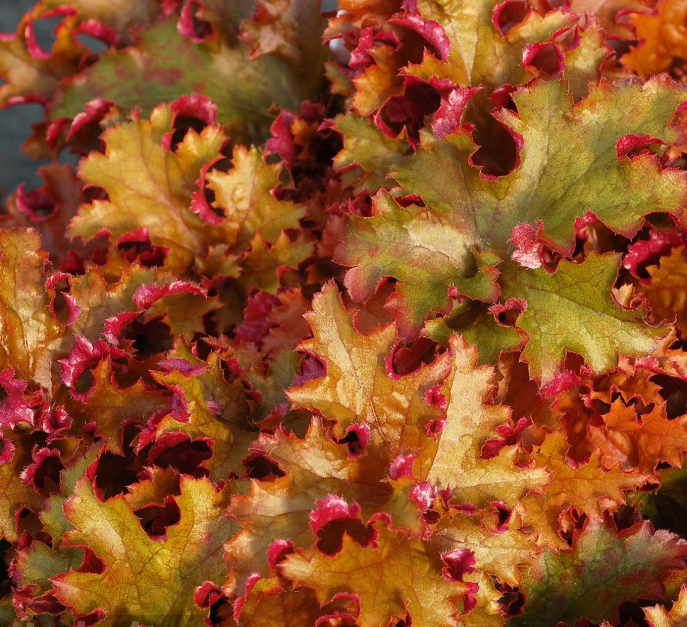 Гейхера (Heuchera) «Zipper»