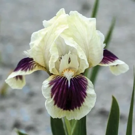 Black Cherry Delight