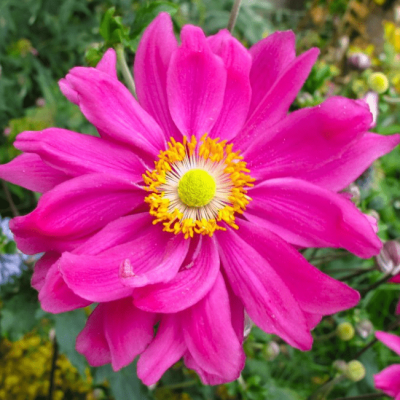 Анемона "Margarete"