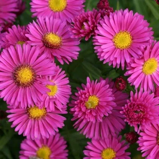 Астра кустарниковая (Astra dumosum)             «Jenny»