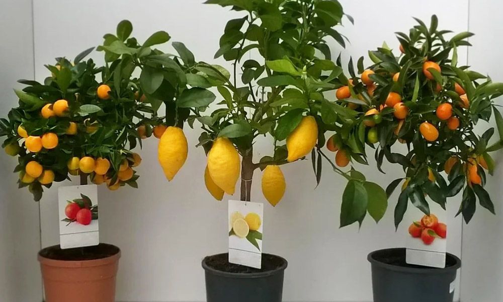 Цитрусовые в ассортименте