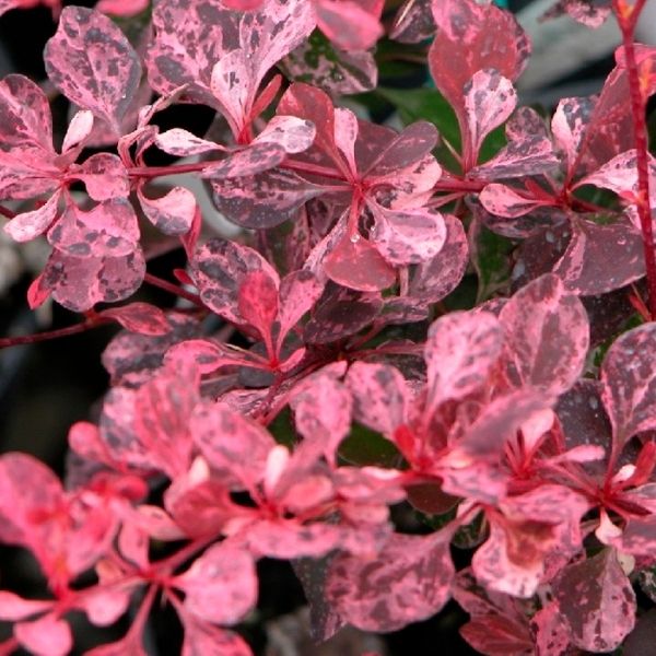 Барбарис Тунбергера (Berberis thunbergii) “Pink Bird”