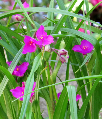 Традесканция Андерсона (Tradescantia andersoniana) "Rubra"