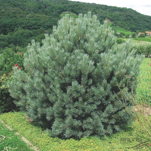 Сосна обыкновенная (Pinus sylvestris) "Watereri"