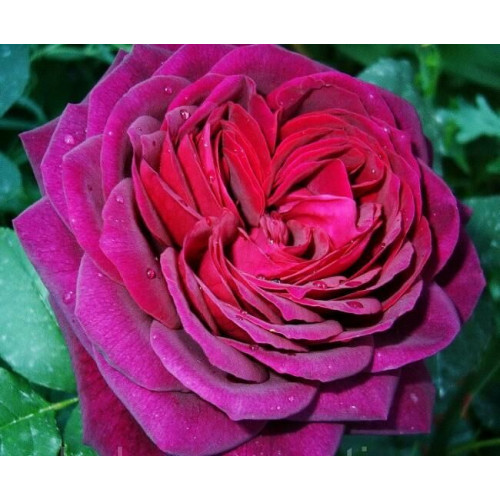 Astrid Grafinvon Hardenberg