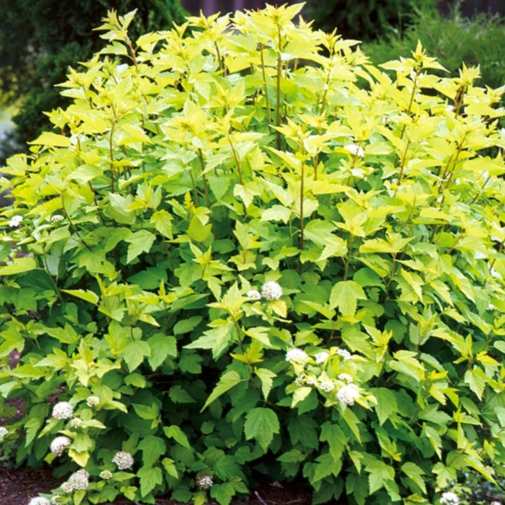 Пузыреплодник калинолистный (Physocarpus opulifolius) “Tilden Park”