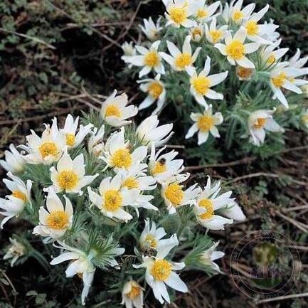 Прострел обыкновенный (Pulsatilla vulgaris) «White»