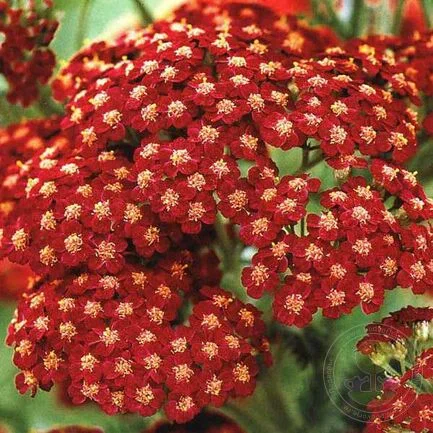 Тысячелистник обыкновенный (Achillea millefolium) “Red Velvet”