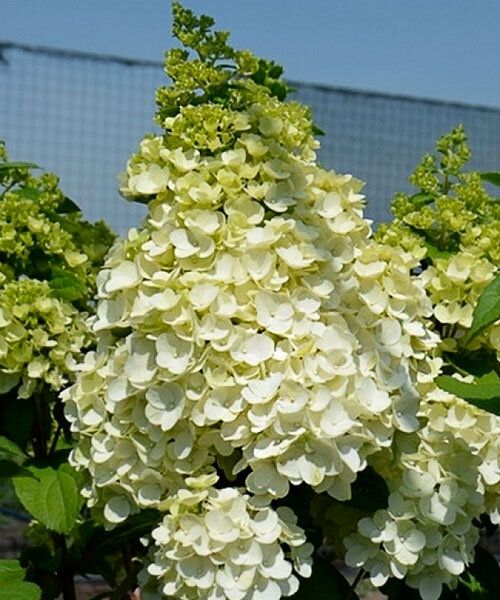 Гортензия метельчатая «Magical Kilimanjaro»