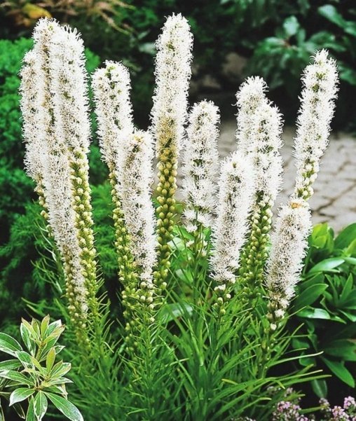 Лиатрис колосковый "Floristan White"
