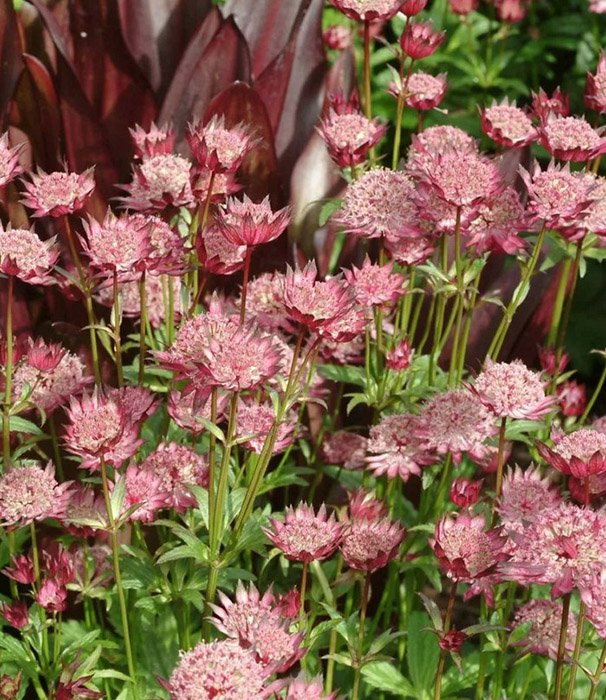 Астранция крупная "Roma"