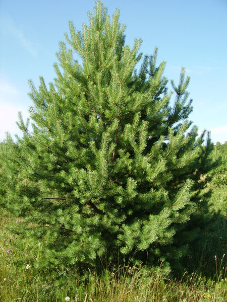 Сосна обыкновенная сибирская (Pinus sylvestris)