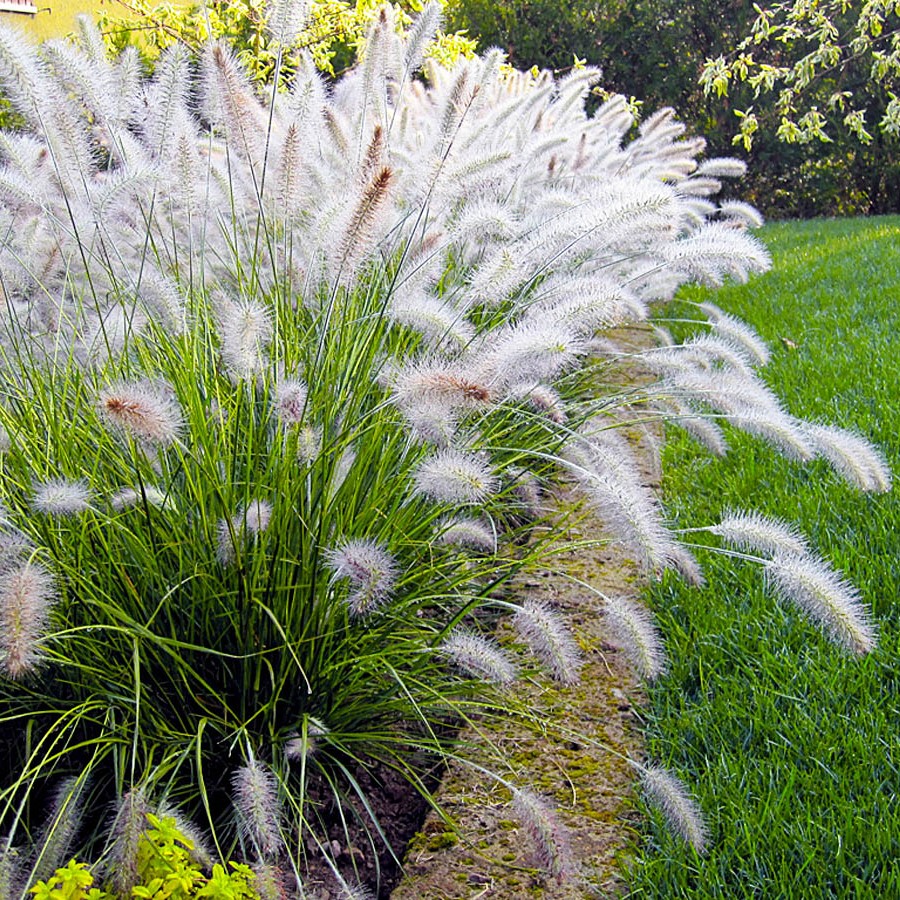 Пеннисетум лисохвостый (Compressum)