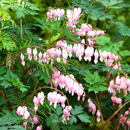 Дицентра великолепная (Dicentra spectabilis)
