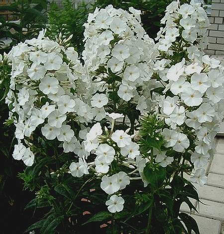 Снежная пирамида