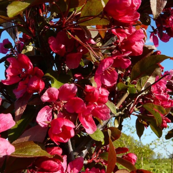 Яблоня декоративная 'Red Baron'