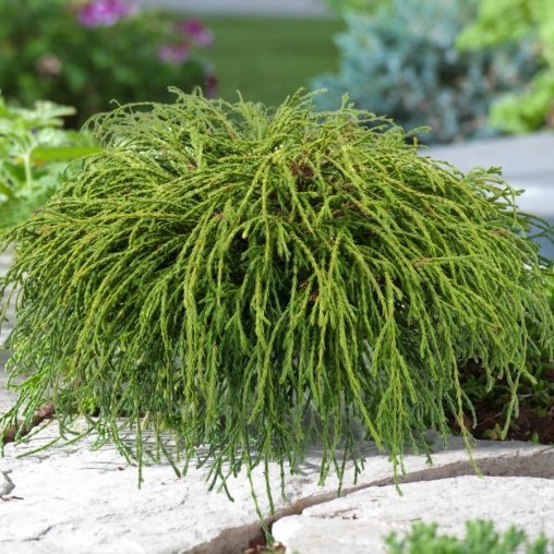 Кипарисовик горохоплодный (Chamaecyparis pisifera)“Filifera Nana”