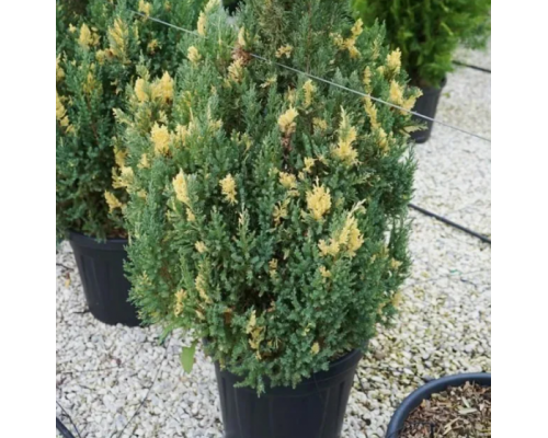 Можжевельник китайский (Juniperus chinensis)                        “Stricta Variegata”