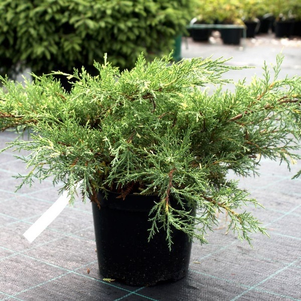 Можжевельник средний (Juniperus pfitzeriana)                 "White Splash"