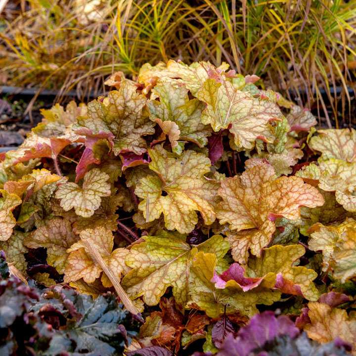 Гейхера (Heuchera) «World Caffe Americano»