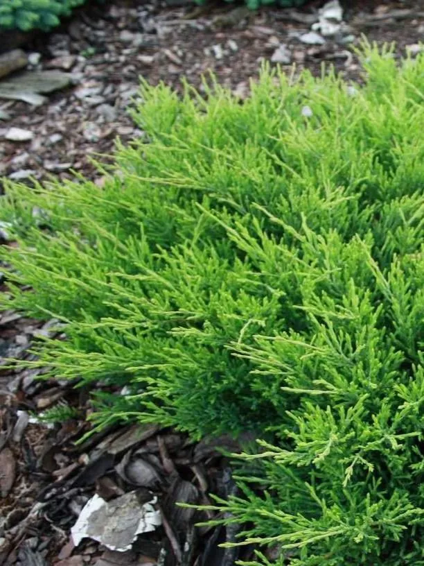 Можжевельник горизонтальный (Juniperus horizontalis)“Andorra Compact”