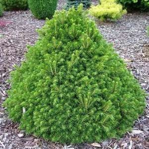 Ель обыкновенная (Picea abies) “Tompa”