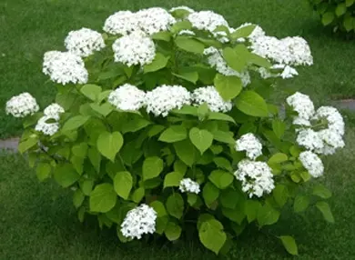 Гортензия древовидная (Hydrangea arborescens)«Hills of Snow»