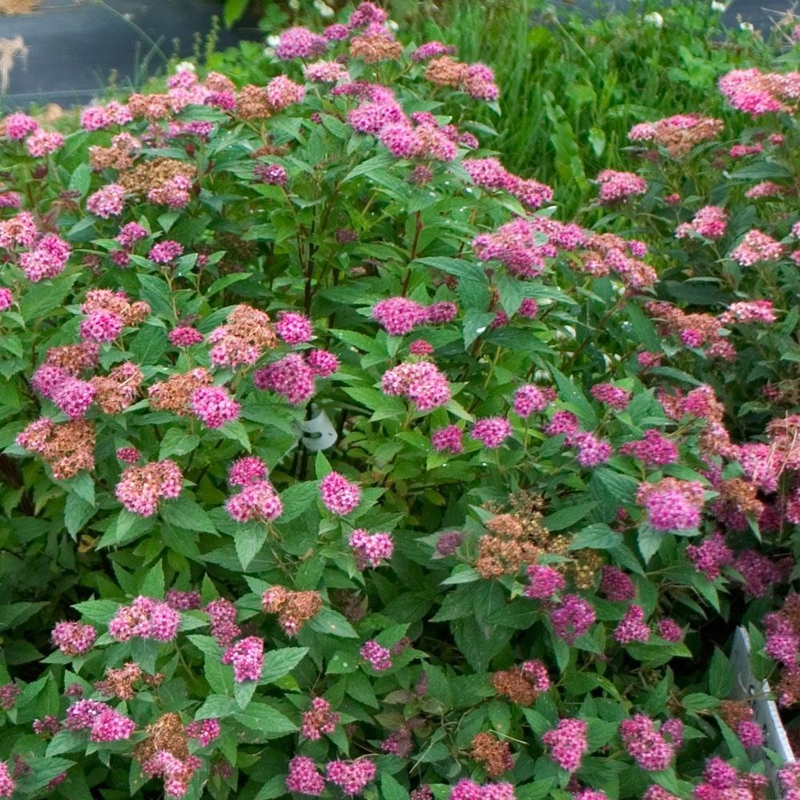 Спирея японская (Spiraea japonica) “Double Play Artist”