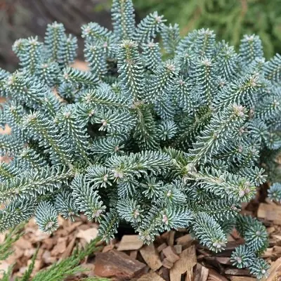 Пихта корейская (Abies koreana) "Blue Emperor"