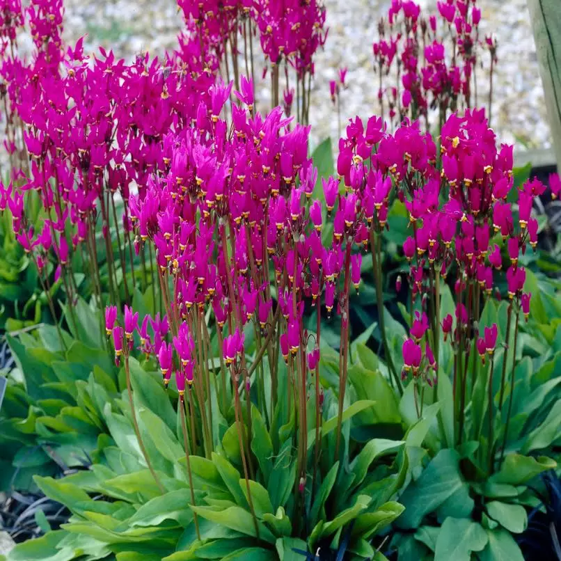 Додекатеон (Dodecatheon meadia) Red Wings