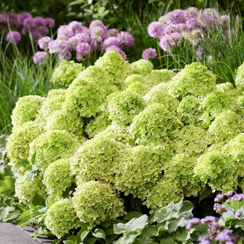 Гортензия метельчатая «Little Apple»