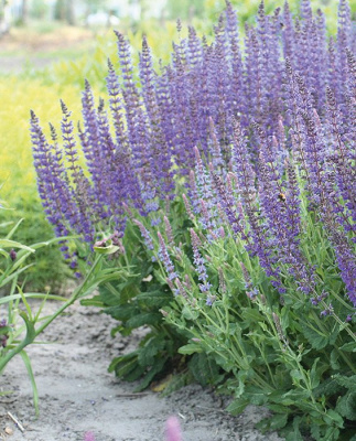 Сальвия дубравная или шалфей (Salvia nemorosa) «Mainacht»