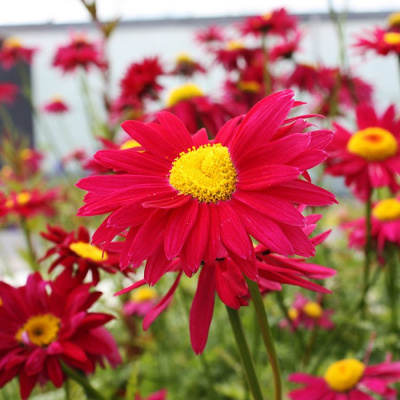 Пиретрум красный (Pyrethrum coccineum) «Robinson Red»