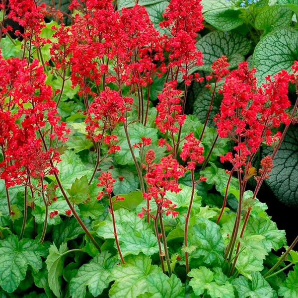 Гейхера (Heuchera) «Corаl Forest»