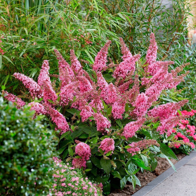 Буддлея Давида (Buddleja davida) «Butterfly Candy Little Pink»