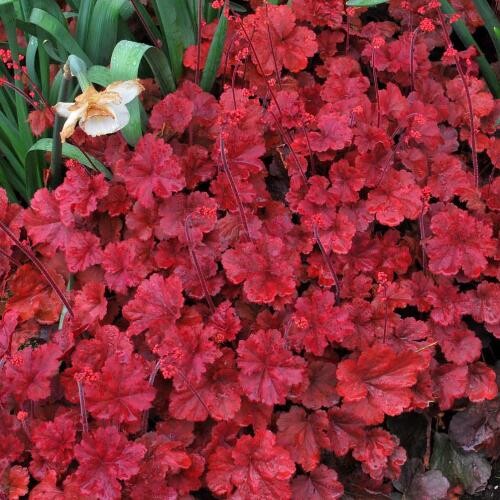 Гейхера (Heuchera) «Cherry Cola»